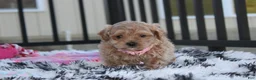 Maltipoo dogs for sale: Kaya - Ad 5