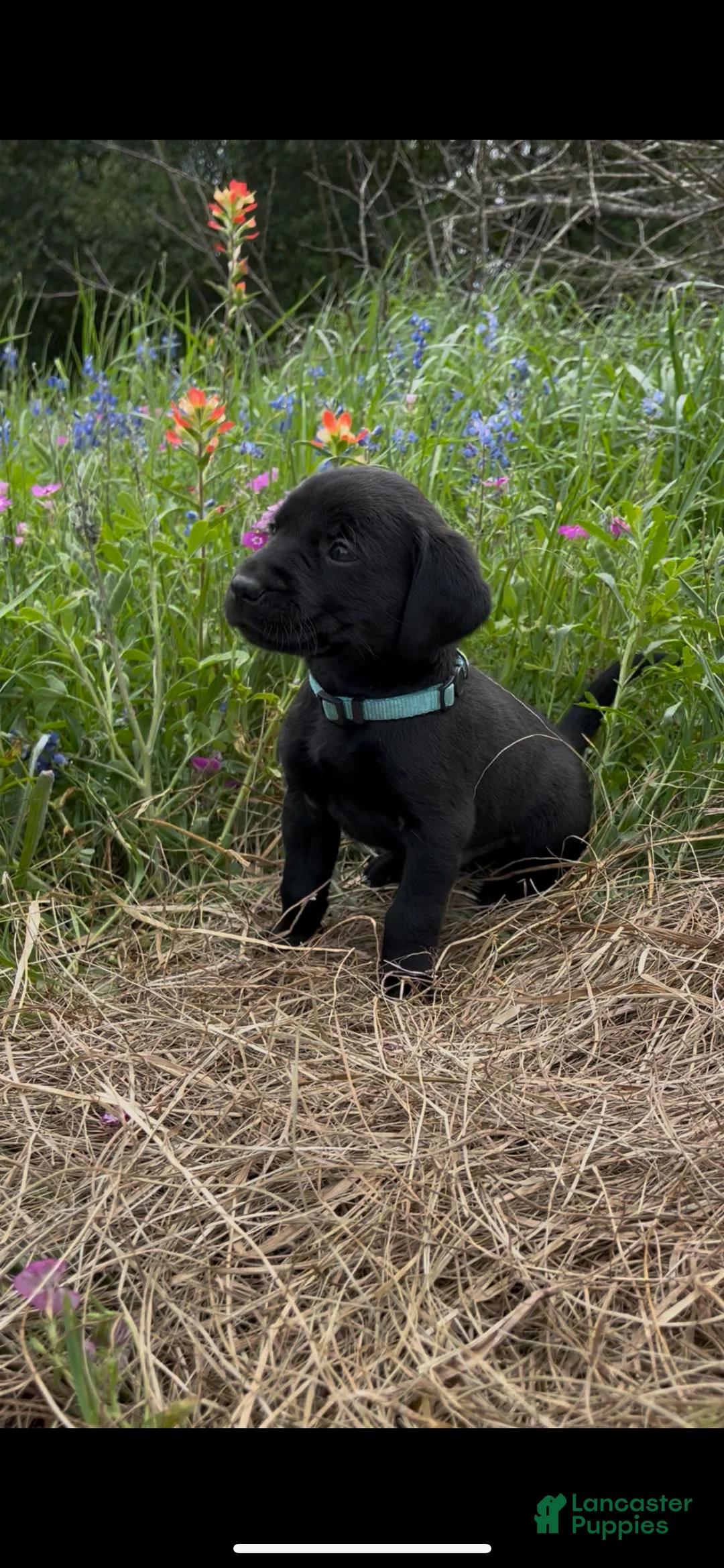 Labrador Retriever dogs for sale:  Puppy 3 - Ad 2