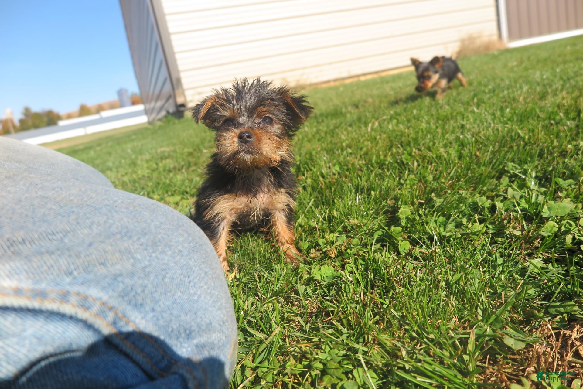 Yorkshire Terrier dogs for sale: Shadow - Ad 2