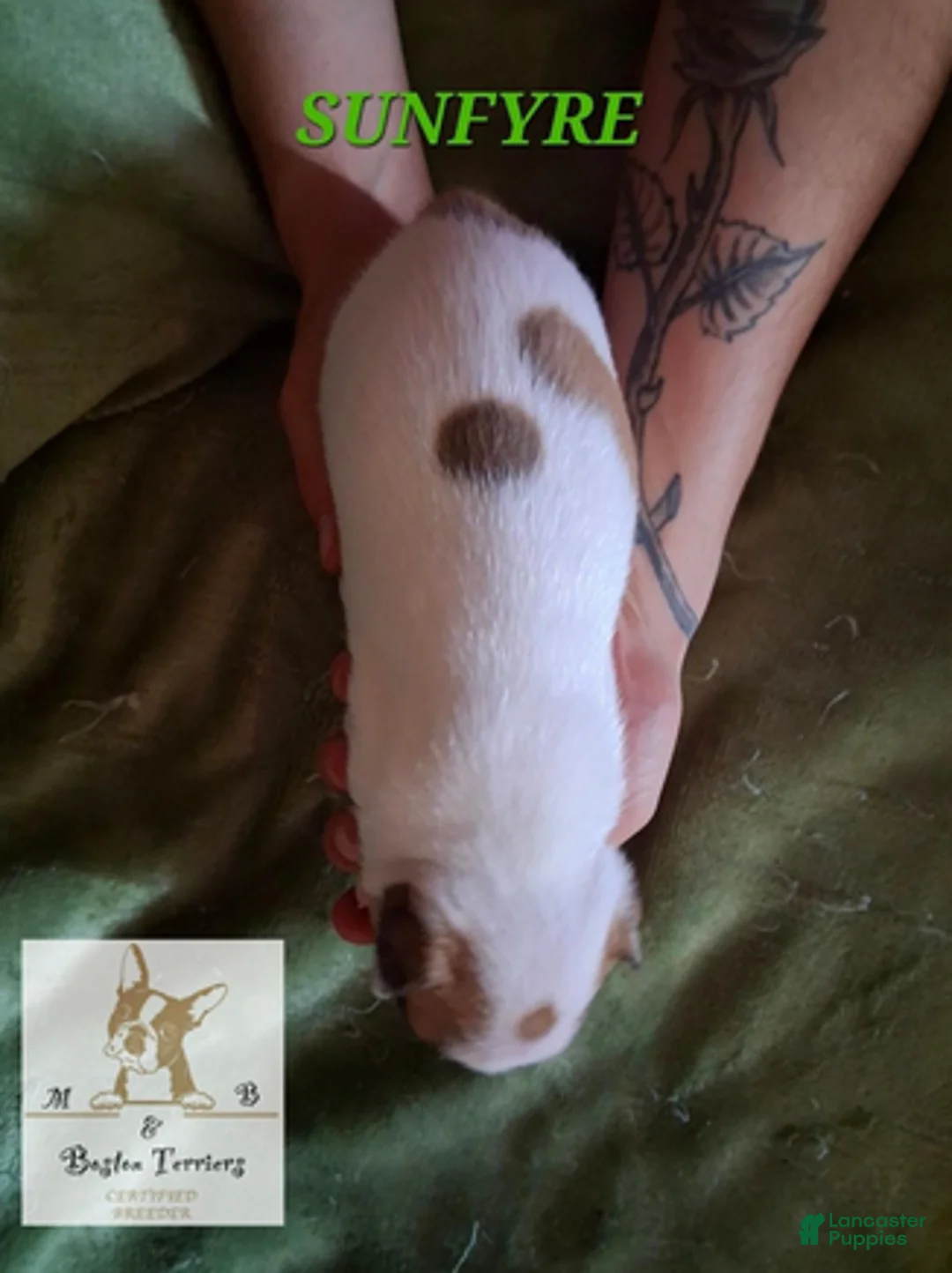 Boston Terrier dogs for sale: Sunfyre - Ad 3