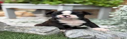 Boston Terrier dogs for sale: Keeth - Ad 18