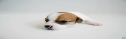 Jack Russell Terrier dogs for sale: Jack Russell Terrier 5 - Ad 10