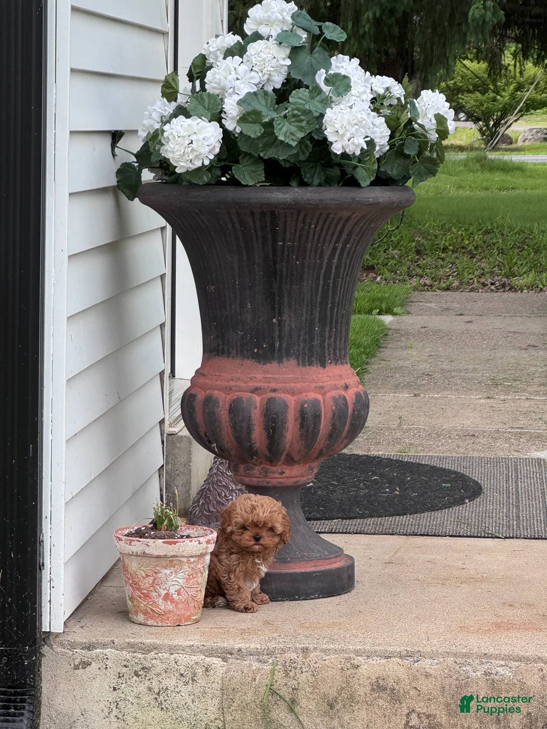 Cavapoo dogs for sale: Tiny toy pumpkin - Ad 5