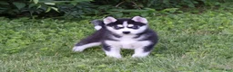 Siberian Husky dogs for sale: Lacey - Ad 3