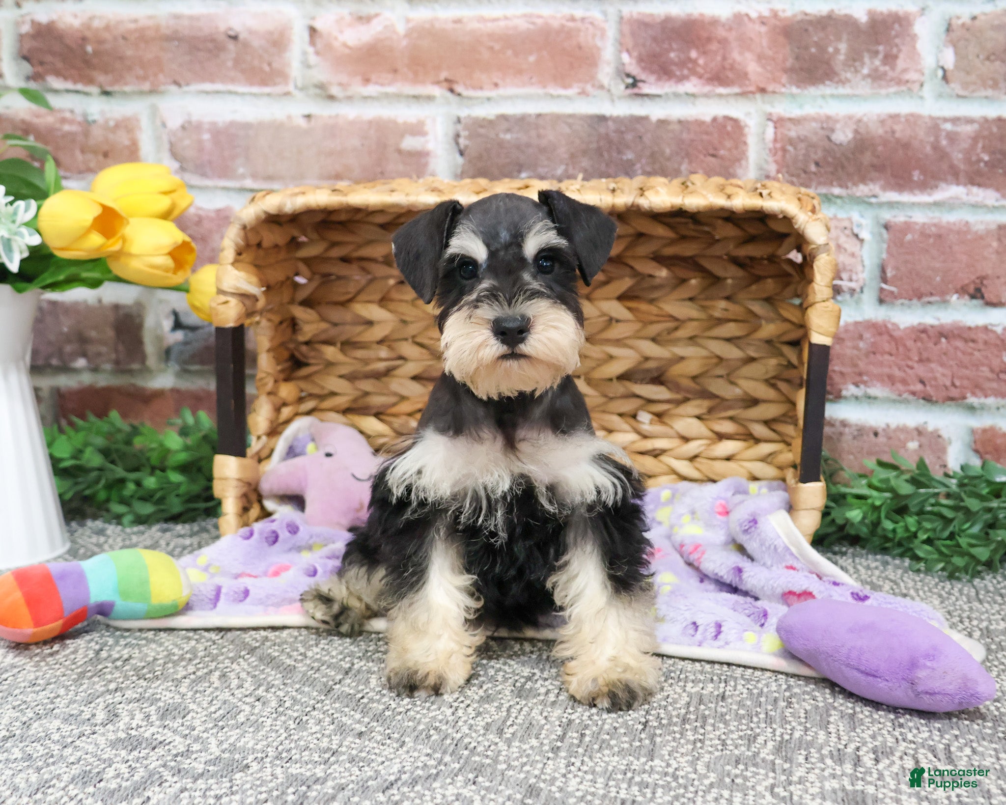 Miniature Schnauzer dogs Harriet  - Ad 24