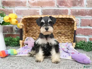 Miniature Schnauzer dogs Harriet - Ad 24