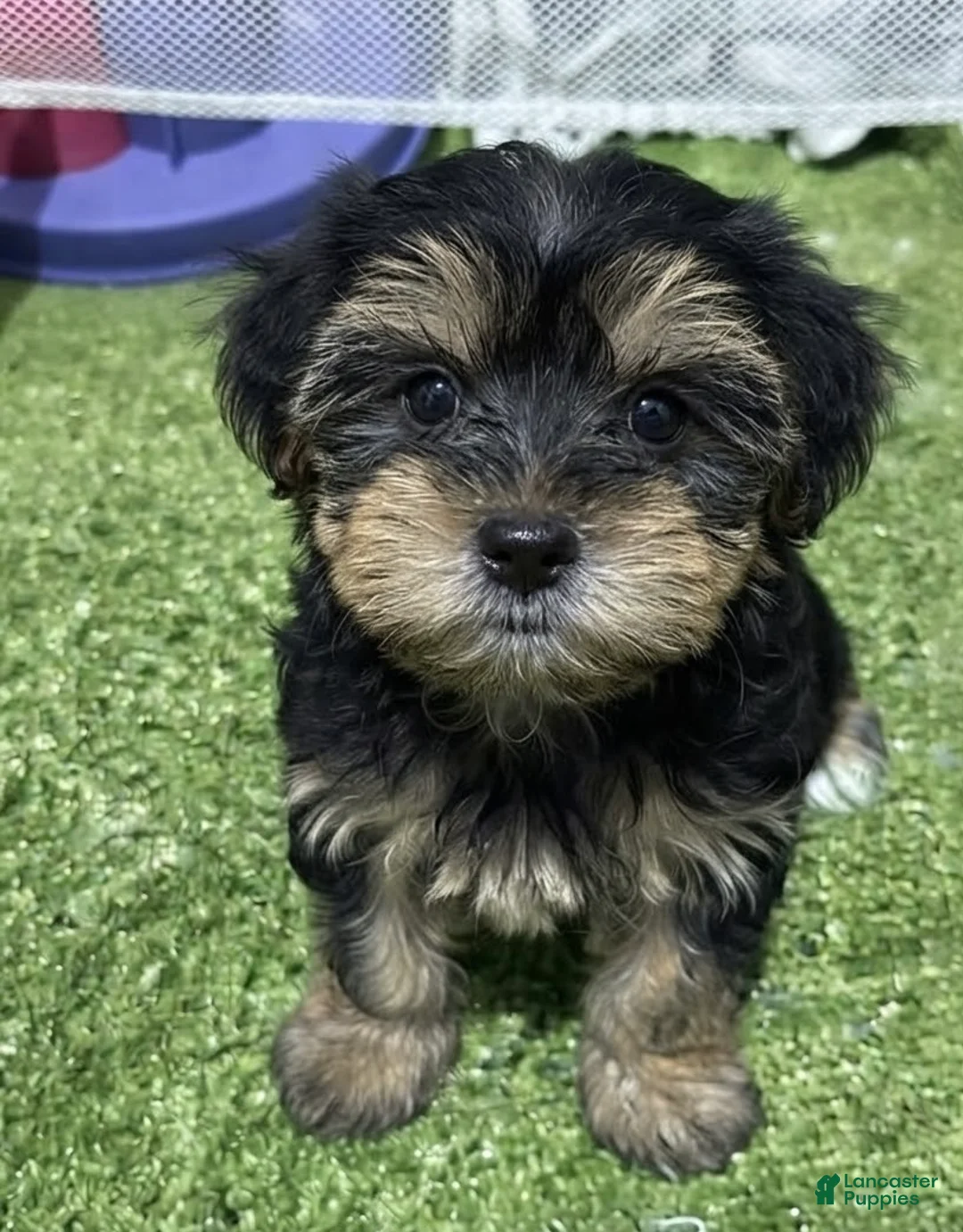 Morkie dogs for sale: Oscar - Ad 1