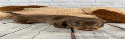 Miniature Dachshund dogs for sale: Molly - Ad 9
