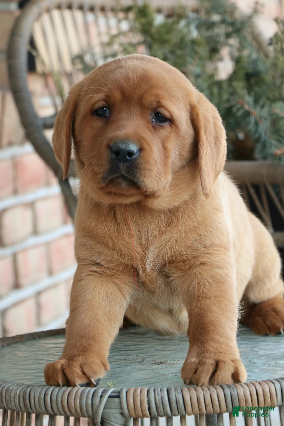 Labrador Retriever dogs for sale: Labrador Retriever Puppy 3 - Ad 2