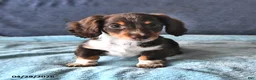 Miniature Dachshund dogs for sale: Rocky - Ad 3