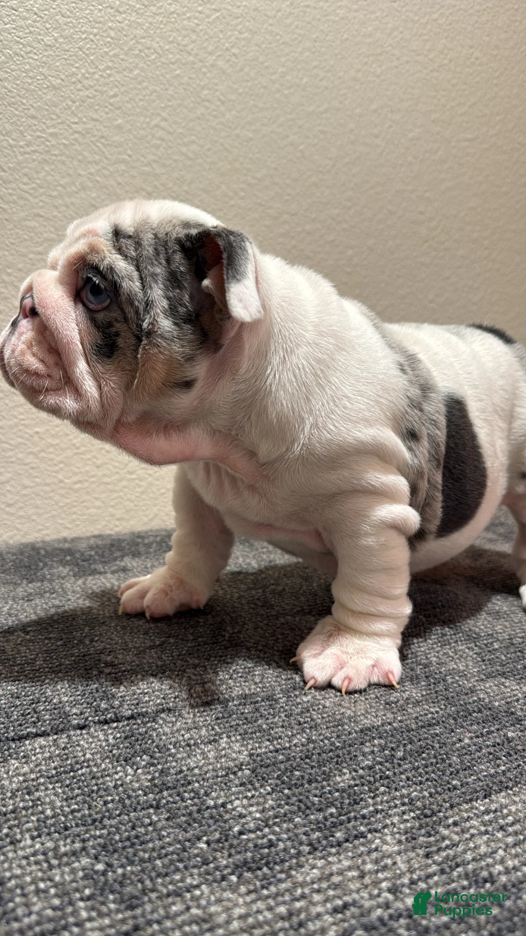 English Bulldog dogs for sale: English Bulldog Puppy 1 - Ad 2