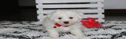 Bichon Frise dogs for sale: Kayson  - Ad 7