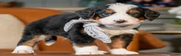 Mini Bernedoodle dogs for sale: Mini Aken  - Ad 4