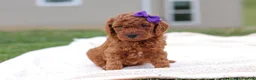 Mini Goldendoodle dogs for sale: Tilly - Ad 7