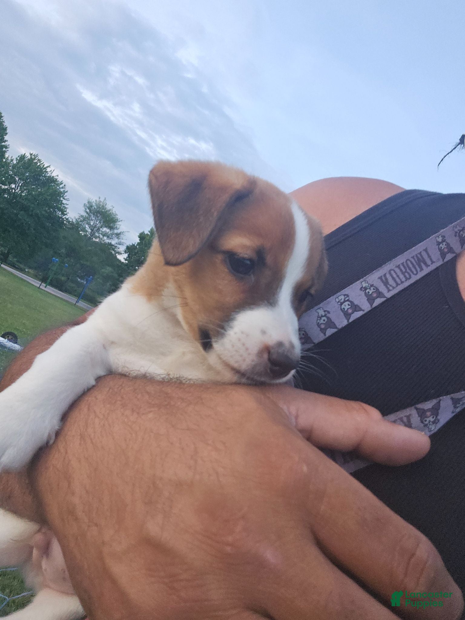 Jack Russell Terrier dogs for sale: Jack Russell Terrier 1 - Ad 2