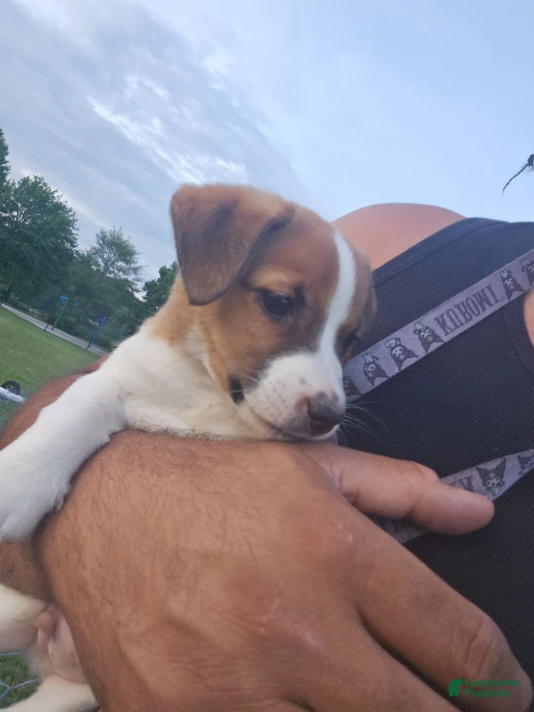Jack Russell Terrier dogs for sale: Jack Russell Terrier 1 - Ad 1