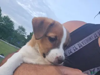 Jack Russell Terrier dogs for sale: Jack Russell Terrier 1 - Ad 2
