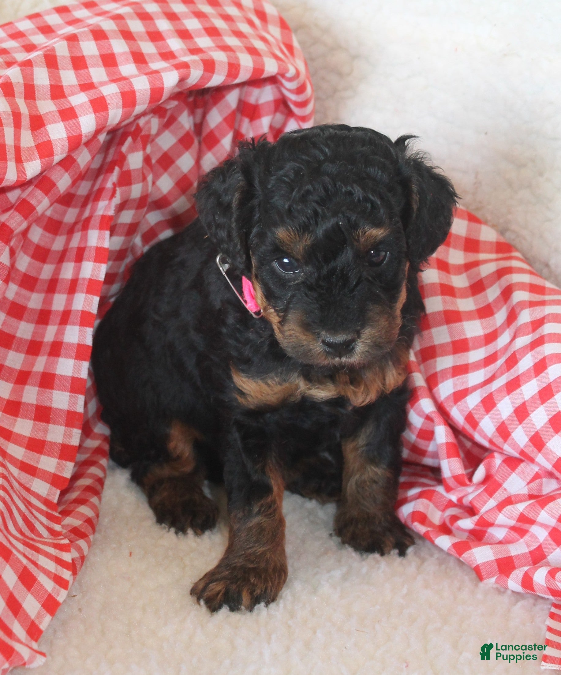 Cavapoo dogs Alice - Ad 2
