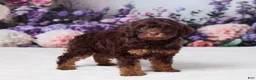 Mini Goldendoodle dogs for sale: Carla - Ad 3