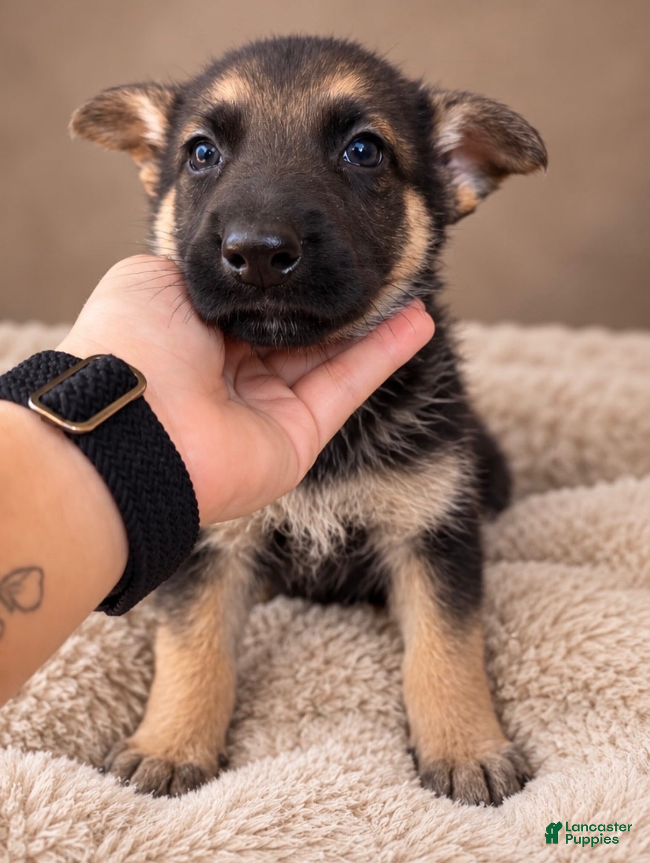 German Shepherd dogs for sale: German Shepherd Female 6 - Ad 4