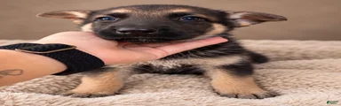 German Shepherd Female 6
