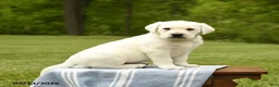 Labrador Retriever dogs for sale: Sherlock - Ad 5