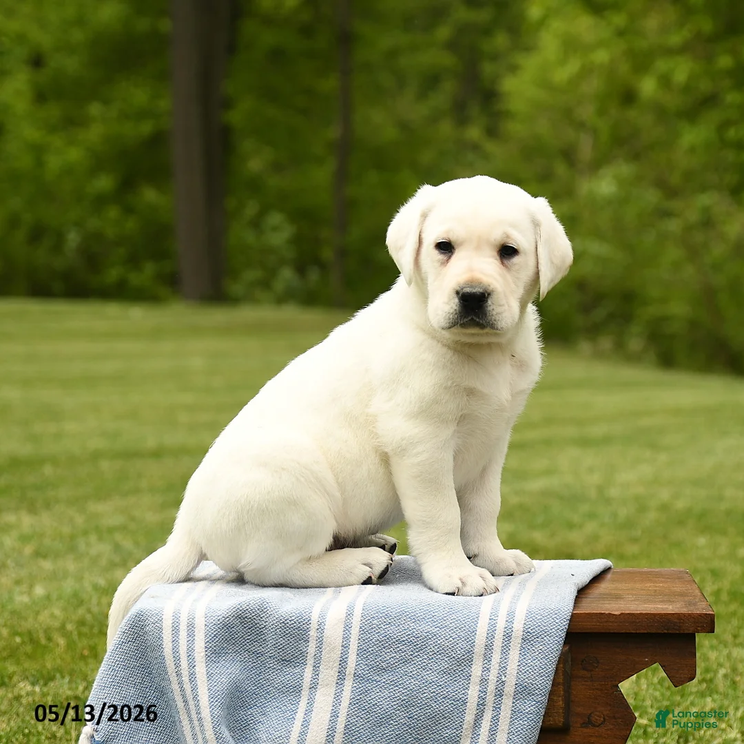 Labrador Retriever dogs for sale: Sherlock - Ad 5
