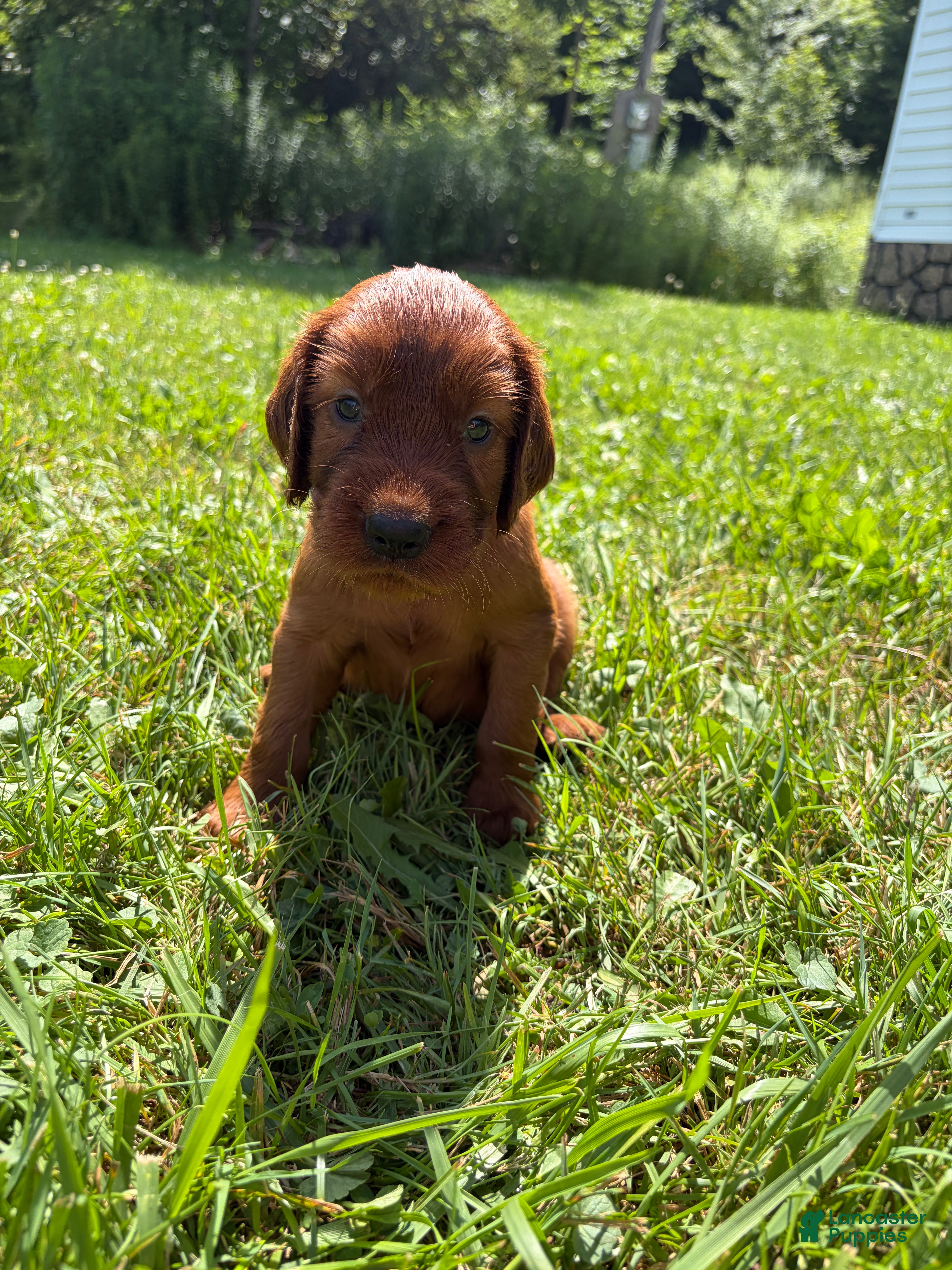 Irish Setter dogs Black collar - Ad 31