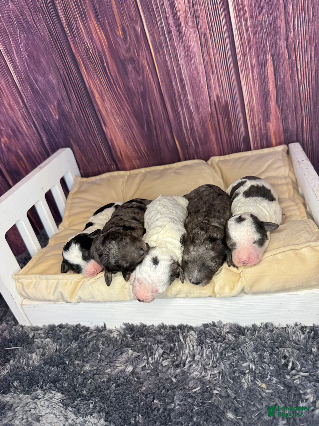 Maltipoo dogs for sale: Sassy - Ad 5