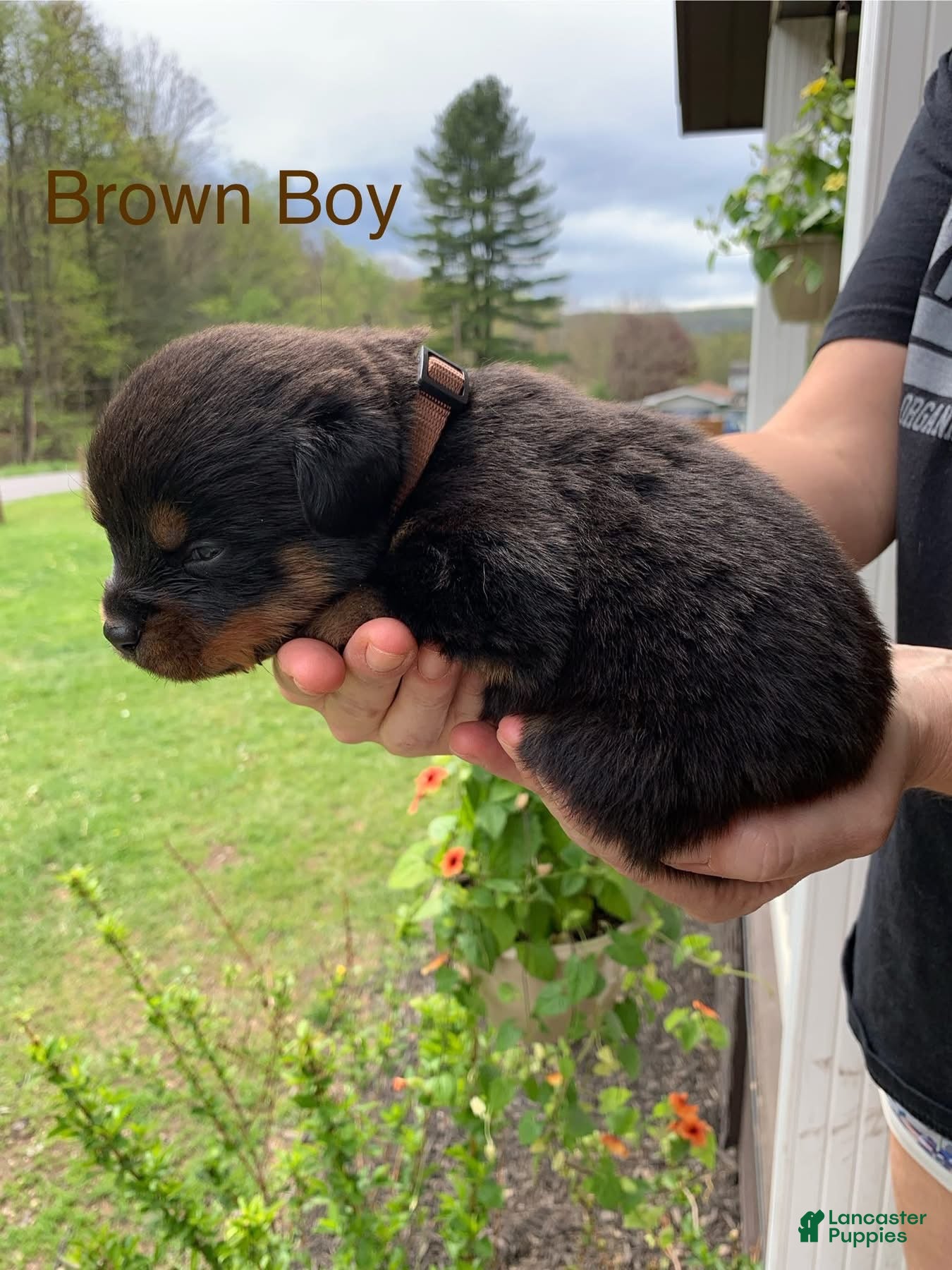 Rottweiler dogs Brown Male - Ad 23