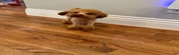 Toy Poodle dogs for sale: Benji - ACA Toy Poodle Male / Loving Companion - Ad 5