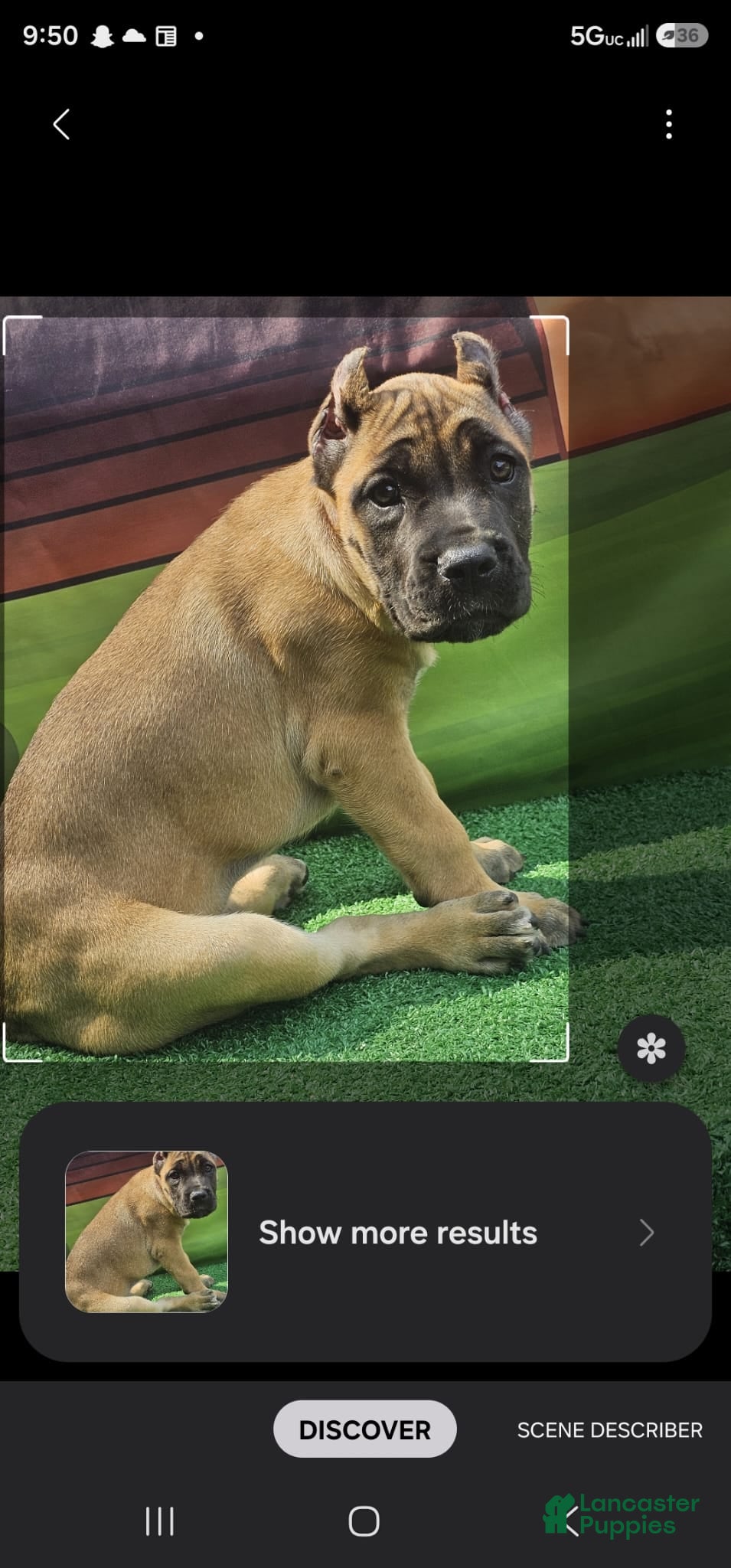 Cane Corso dogs INDIA - Ad 2