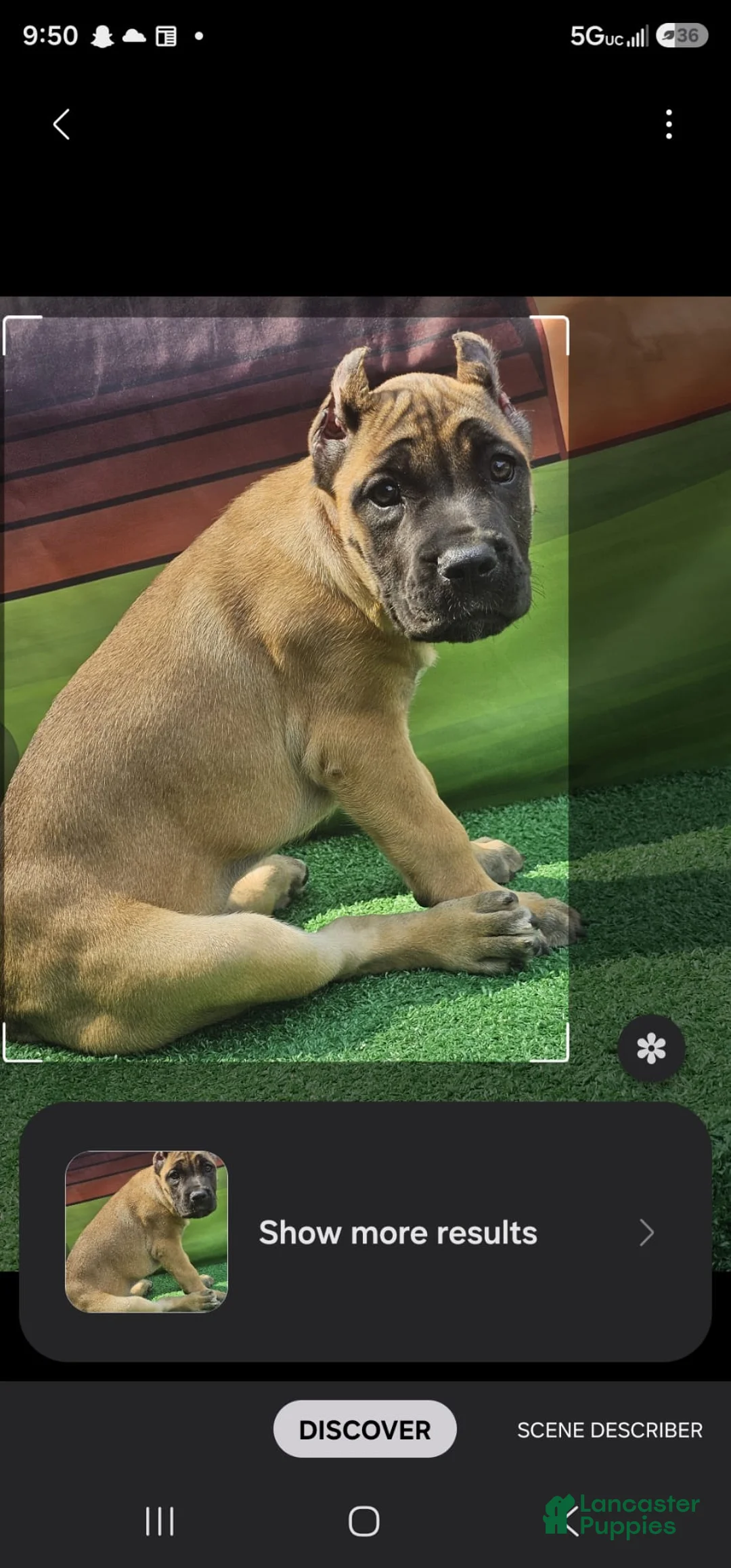Cane Corso dogs for sale: INDIA - Ad 2