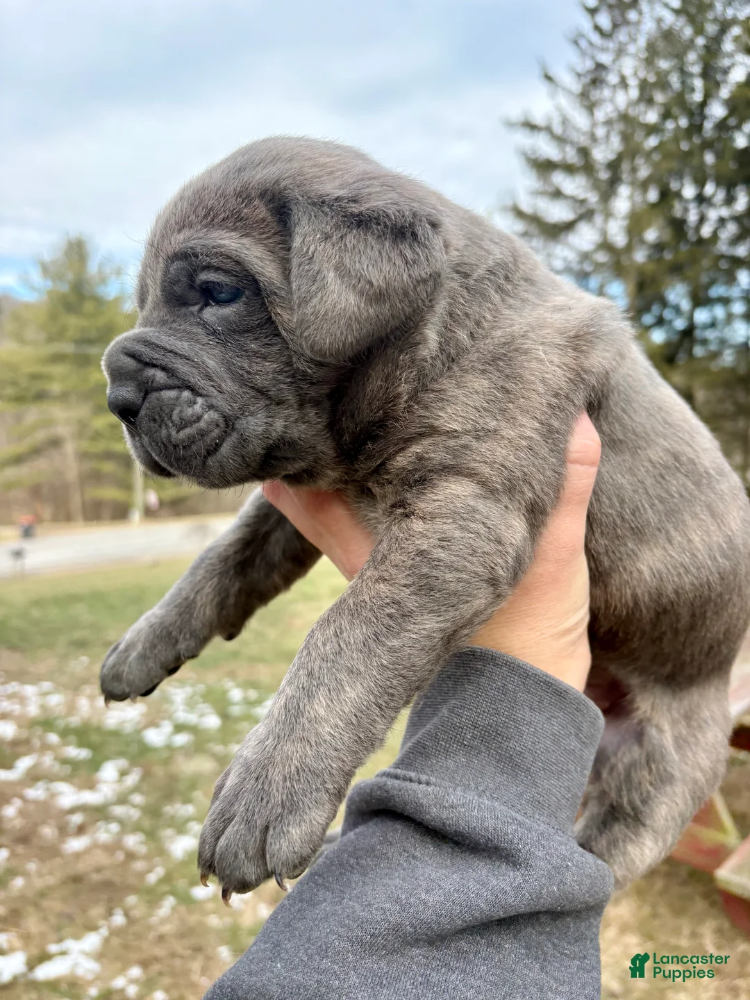 Cane Corso dogs for sale: Cane Corso Puppy 1 - Ad 1
