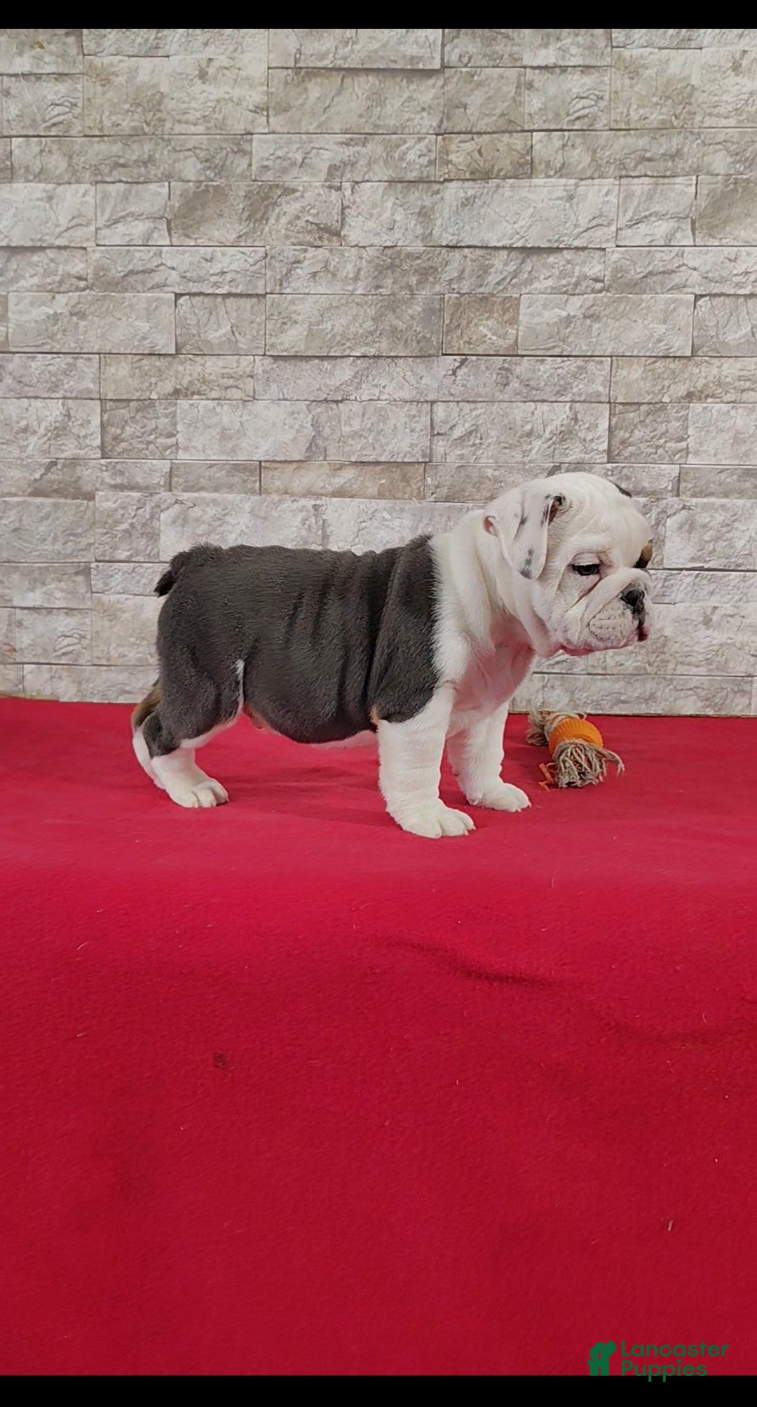 English Bulldog dogs Stanton - Ad 2