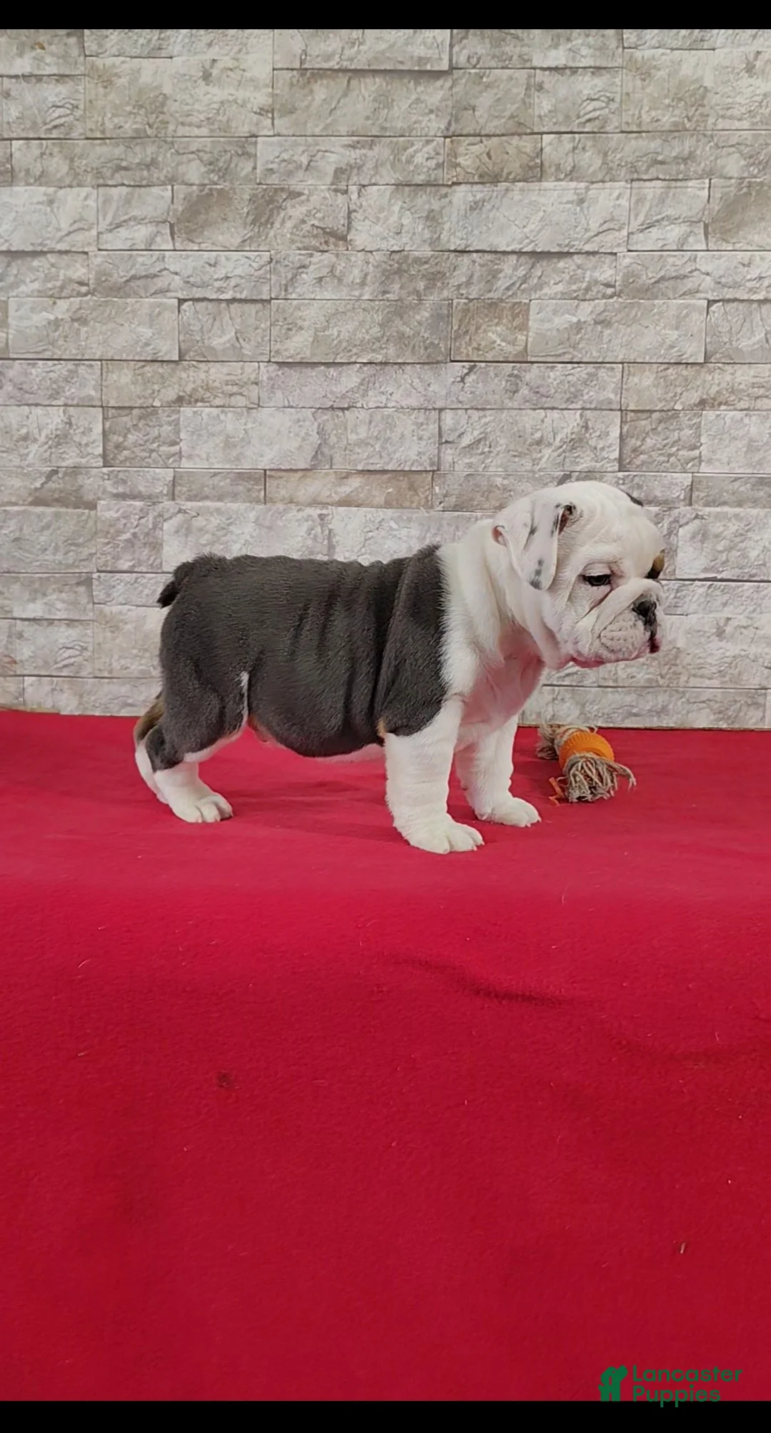 English Bulldog dogs for sale: Stanton - Ad 2