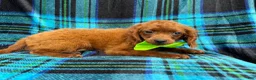 Cavapoo dogs for sale: Dakota - Ad 4