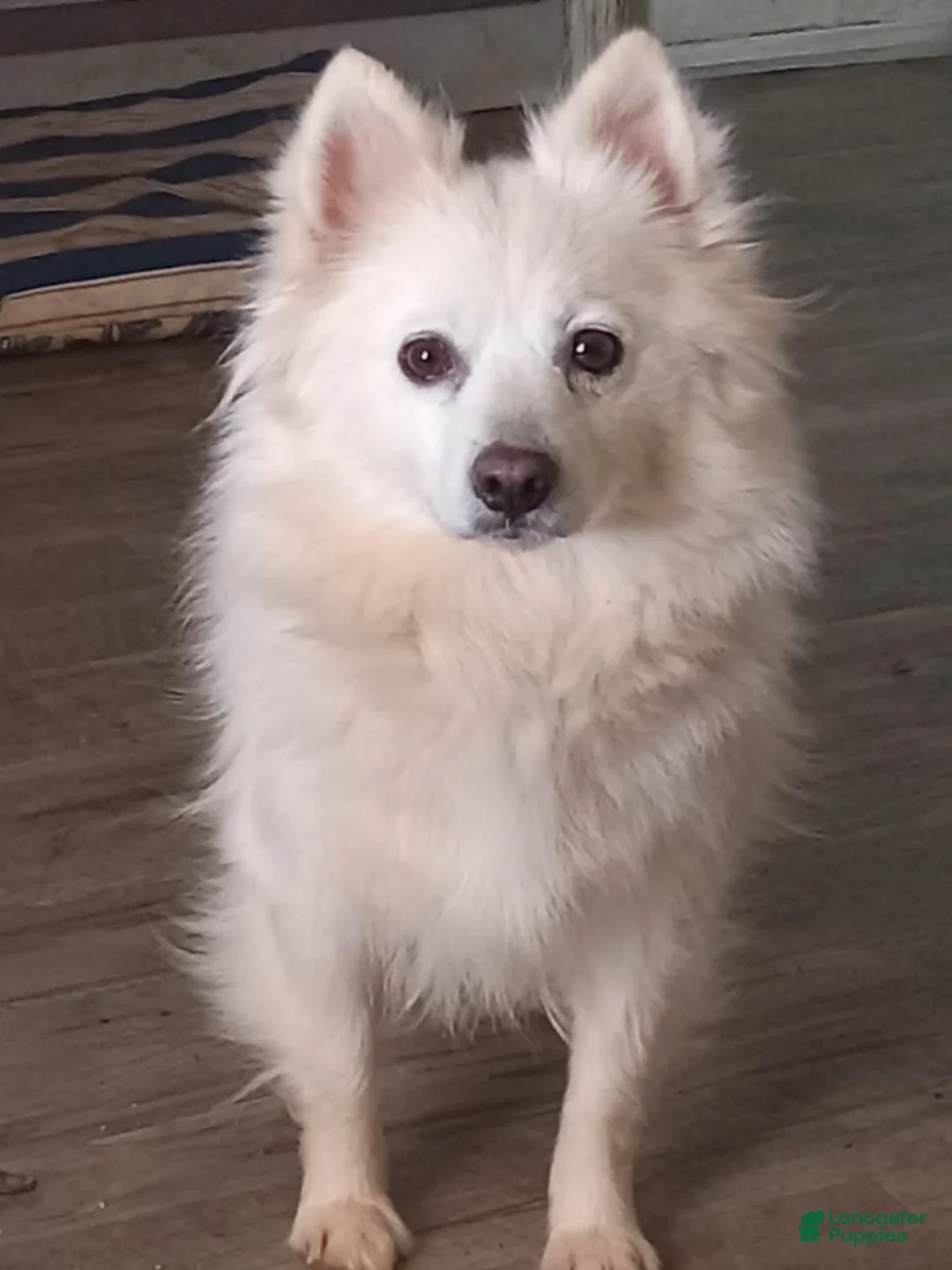 American Eskimo dogs for sale: S - Yellow - Ad 3