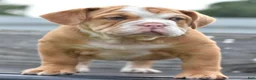 Mixed Breed dogs for sale: Hercules Bulldog hybrid  - Ad 13
