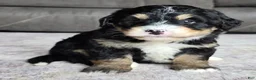 Mini Bernedoodle dogs for sale: Mini Willow - Ad 3