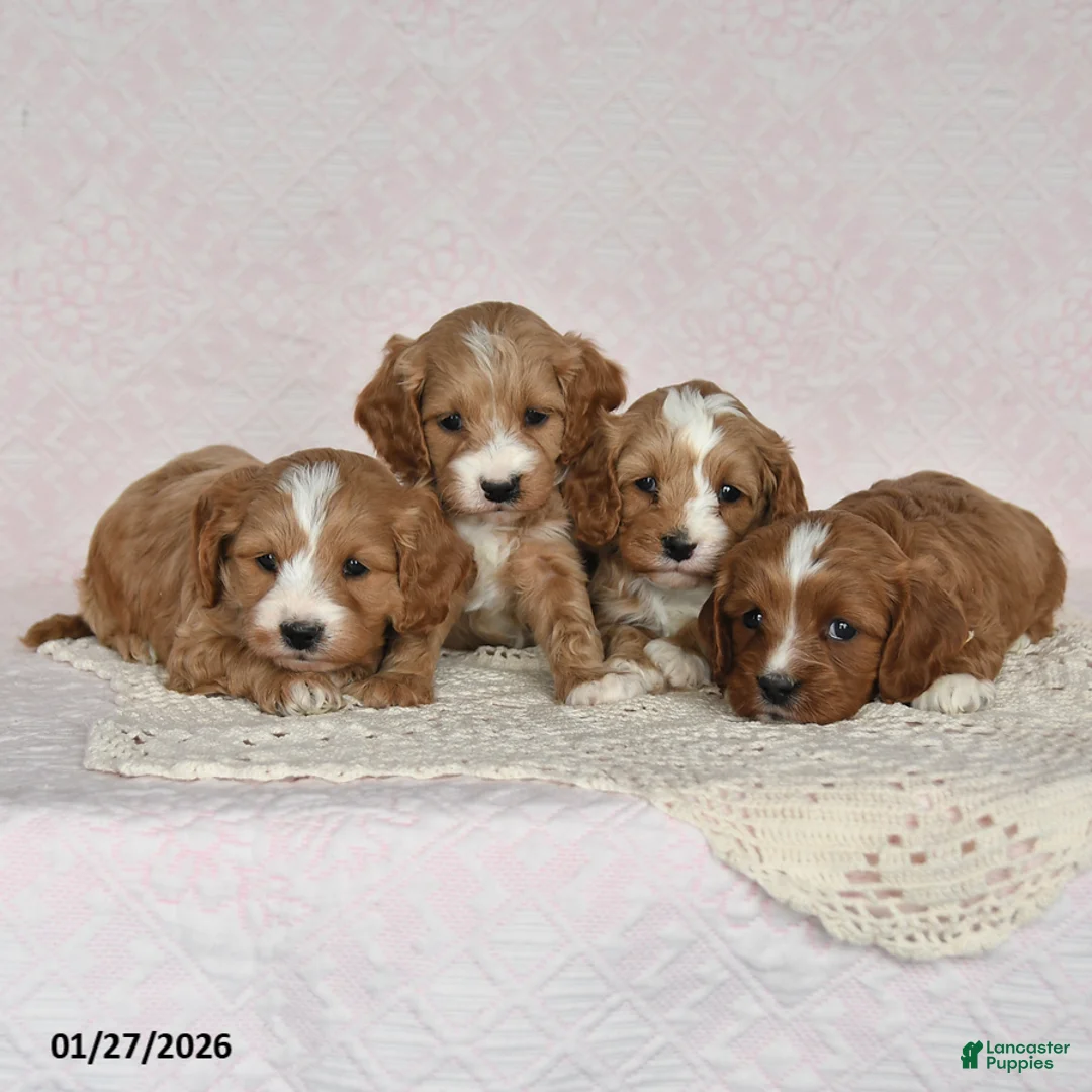 Cavapoo dogs for sale: Jolene - Ad 5