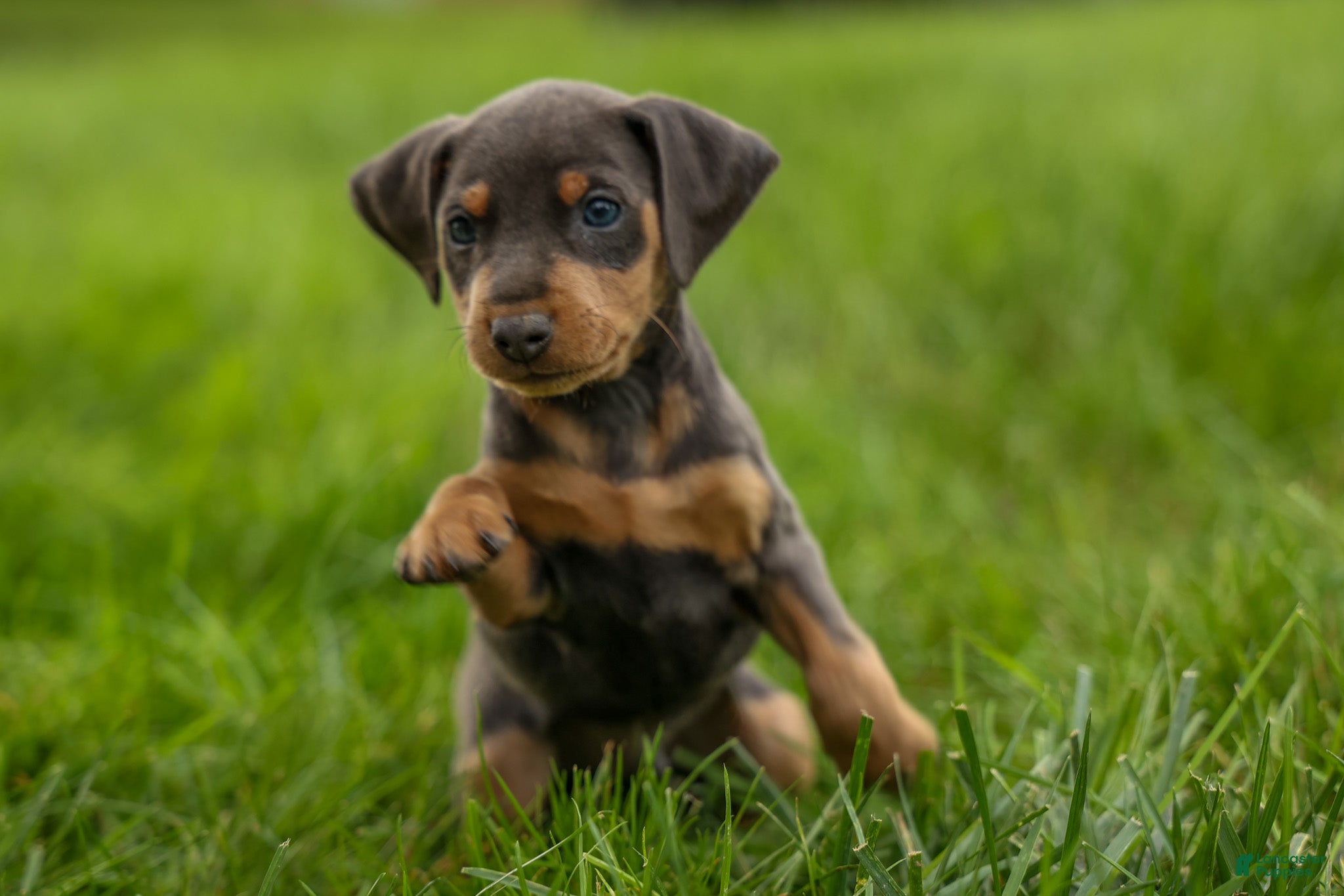 Miniature Pinscher dogs ANDREW - Ad 2