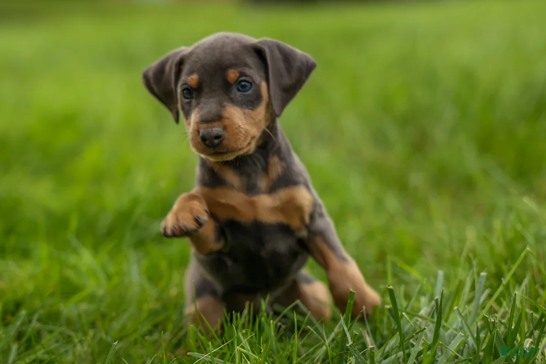 Miniature Pinscher dogs for sale: ANDREW - Ad 2
