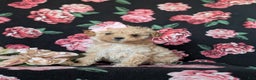 Miniature Poodle dogs for sale: Dierdre 9 lbs Full Grown - Ad 1