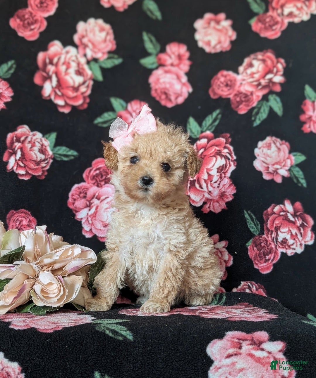 Miniature Poodle dogs for sale: Dierdre 9 lbs Full Grown - Ad 1