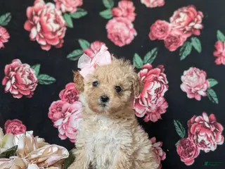 Miniature Poodle dogs Dierdre 9 lbs Full Grown - Ad 32