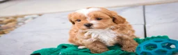 Shihpoo dogs for sale: Bowie - Ad 7