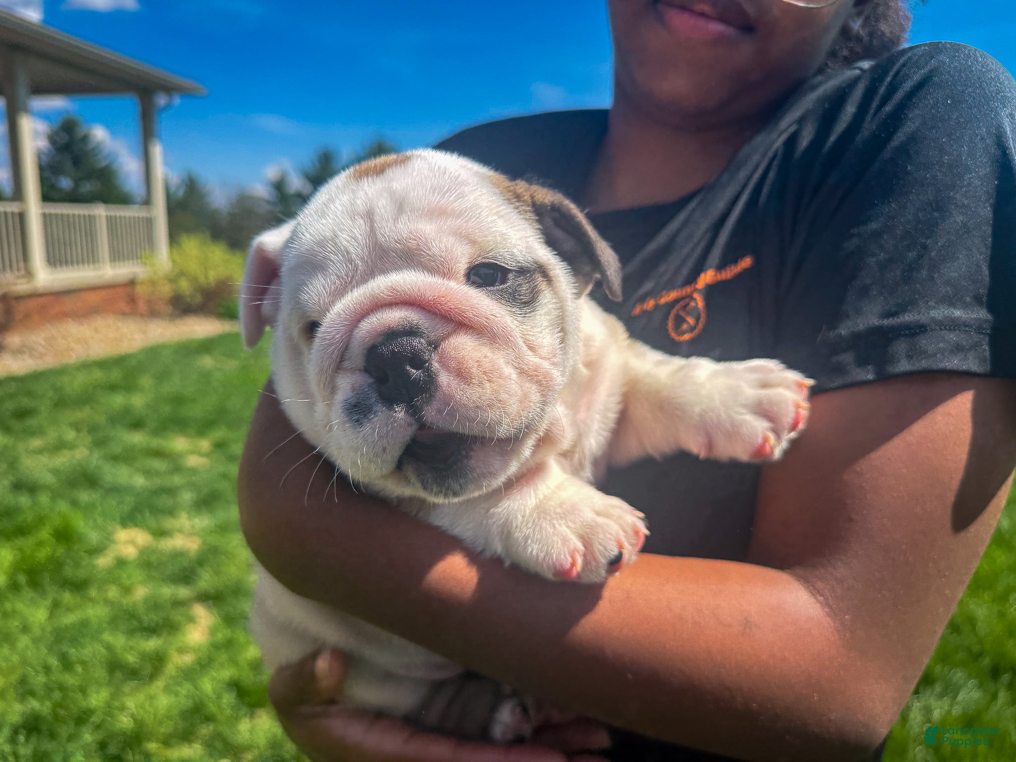English Bulldog dogs Sterling - Ad 1