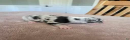 Border Collie dogs for sale: Gus - Ad 2