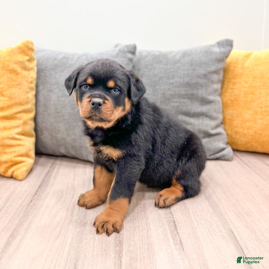 Rottweiler dogs for sale: Ranger - Ad 7
